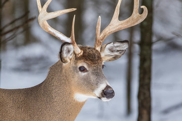 Deer Portrait, white-tailed deer (Odocoileus virginianus) male in winter