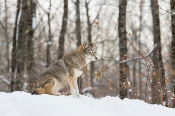 Fotoroleta las zwierzę ssak śnieg dziki