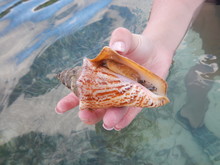 Live Conch In Orange Shell