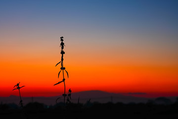 Wall Mural - Silhouette Flower of grass is beautiful sunset twilight sky winter season nature background