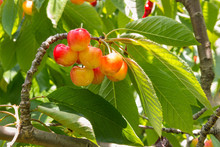 Closeup Of Ripe Rainer Cherries On Cherry Tree With Copy Space