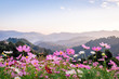 © amornchai - Colorful cosmos flowers that rise in the heart of the valley, a popular tourist attraction in Chiang Mai.Mon Jam