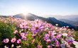 © amornchai - Colorful cosmos flowers that rise in the heart of the valley, a popular tourist attraction in Chiang Mai.Mon Jam
