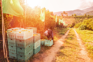 Wall Mural - Farmer harvesting oranges