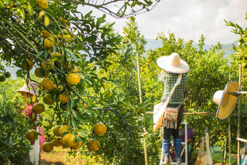 Wall Mural - Farmer harvesting oranges