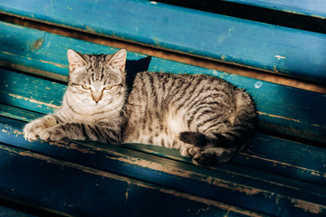 Canvas Print - A gray cat sits on a wooden bench near the house. Cute gray cat sitting on a wooden bench outdoors.