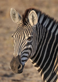 Fototapeta Konie - Head portrait of plains zebra, Equus quagga.