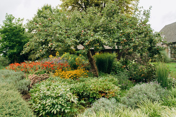 Wall Mural - Apple tree in the garden, with ripe apples ready for harvest