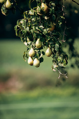 Wall Mural - Delicious pears on a branch close-up. Fresh pears in the garden on a branch. Pears close up.