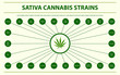 Sativa Cannabis Strains horizontal infographic illustration about cannabis as herbal alternative medicine and chemical therapy, healthcare and medical science vector.