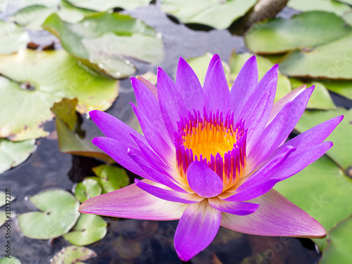  Fototapeta kwiat lotosu   bliska-fioletowy-kwiat-lotosu-fioletowy-kolor-lub-lilia-wodna-z-liscmi-w-stawie