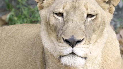 Wall Mural - female lion face close up