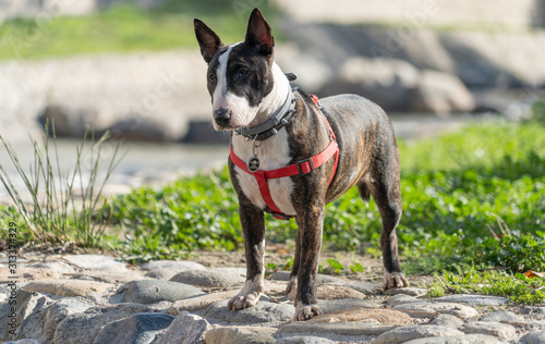 Cuadros en Lienzo English bull terrier. Thoroughbred dog. Canine friend.