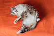 © galitskaya - Very fat cat is obese, lies on an orange blanket