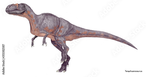 ヤンチュアノサウルス 四川省の竜 中国四川省で発見されたジュラ紀後期の大型肉食恐竜 シンラプトル科に分類される 頭部が大きさに比して軽量化されており 全長は7 5メートルから9 5メートルと大型ではあるが動作は俊敏であったと推定されている 骨格標本から鼻梁