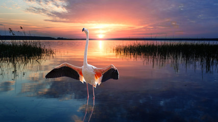 Tropical bird flamingo standing straight up in calm water of lake at the sunset. Wildlife.