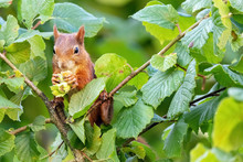 Red Squirrel (Sciurus Vulgaris) Collecting Hazelnuts