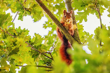 Red Squirrel (Sciurus Vulgaris) Collecting Acorns