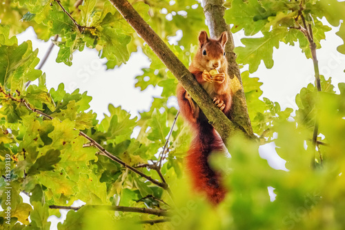 Fotomural Red Squirrel (Sciurus vulgaris) Collecting Acorns
