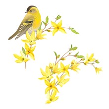 Spring Decor For Your Design With Bird Siskin, Blossoming Yellow Flowers And Green Leaves On Branches Forsythia. Vector Tender Illustration In Watercolor Style.