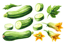 Green Whole And Cut Zucchini Vegetables With Leaf And Flower Set. Hand Drawn Watercolor Illustration, Isolated On White Background