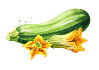 Zucchini vegetable and flower. Hand drawn watercolor illustration, isolated on white background