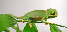 Young Veiled Chameleon / Junges Jemenchamäleon (Chamaeleo Calyptratus) 