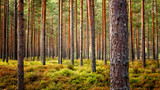 Fototapeta Las - Beautiful Latvian forest landscape in autumn colors.  Amazing sea side Pine tree forests with fresh and soft moss ground.