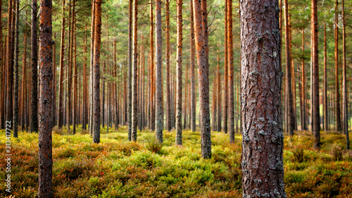Beautiful Latvian forest landscape in autumn colors.  Amazing sea side Pine t...