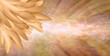 Golden Angel Feather Message Banner Background - a pile of random long golden feathers in left corner against a gaseous flowing energy field shaped like a giant feather with copy space