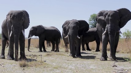 Wall Mural - african elephant, loxodonta in caprivi strip game park, nambwa namibia, africa safari wildlife and w