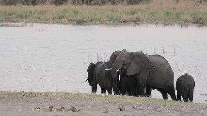 Wall Mural - herd of african elephant with babies, loxodonta going out of waterhole in bwabwata, caprivi strip ga