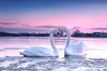 The romantic white swan couple swimming in the river in beautiful sunset colors. Swans symbolize the pure love and greatness of beings.