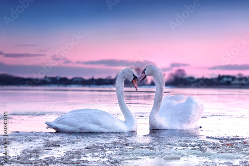 Fotografía The romantic white swan couple swimming in the river in beautiful sunset colors