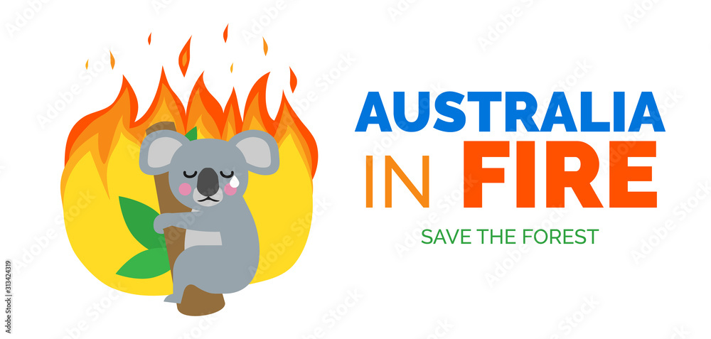 australia in fire koala bear on the tree ecology catastrophe banner design - obrazy, fototapety, plakaty 