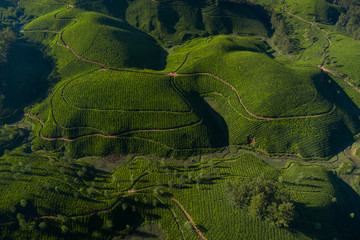 Wall Mural - Beautiful tea plantation landscape in the morning. 