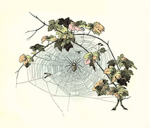 Beautiful End Chapter Vignette With An Autumnal Scene: Branch Of Ivy Leaves, A Spider And Its Web Around