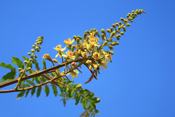 Wall Mural - bunch of yellow flowers with green buds against vivid blue sunny sky