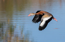 Black-bellied Whistling Duck (Dendrocygna Autumnalis) Flying Ove A Forest Swamp, Brazos Bend State Park, Texas, USA.