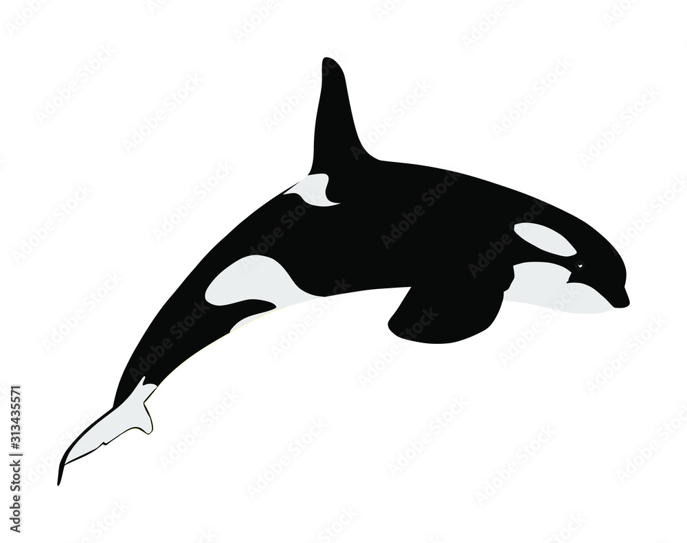 Killer Whale jumping out of water vector illustration isolated on white ...
