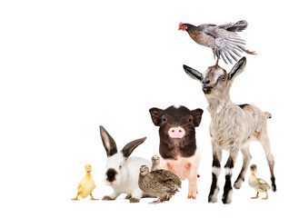 Wall Mural - Funny farm animals isolated on white background