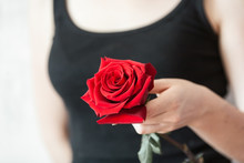Woman Hands Tenderly Holding Big Red Rose On Black Shirt Background