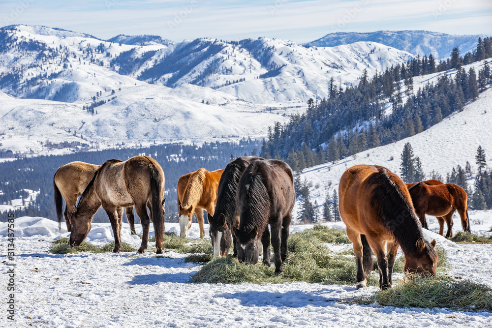 Winter at the horse ranch in the mountains of Eastern Washington state.  - obrazy, fototapety, plakaty 