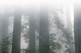 Fototapeta Las - Landscape of coastal redwood forest in fog, Prairie Creek State Park, California, USA