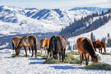 Winter At The Horse Ranch In The Mountains Of Eastern Washington State. 