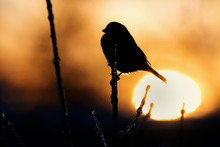 Silhouette Of Bird On Icy Branch With Sunrise In The Background
