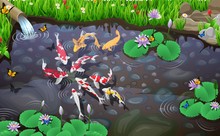Carps Koi Fish Underwater Pond Vector Illustration