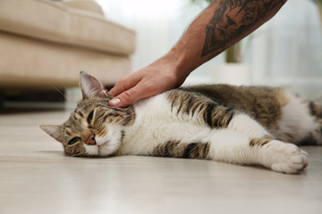 Wall Mural - Man stroking tabby cat on floor at home, closeup. Friendly pet