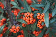 Sea Buckthorn Closeup Photo, It's Known As Seaberry, The Plant's Color Is Beauty Orange
