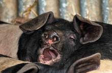 A Sleepy, Yawning Pig, With Focus On The Snout And Open Mouth Showing Teeth